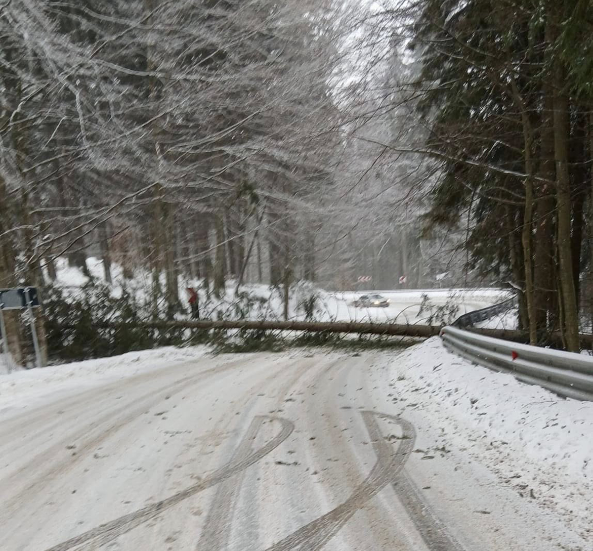 Fenyőfák dőltek az úttestre a Hargitafürdő felé vezető úton
