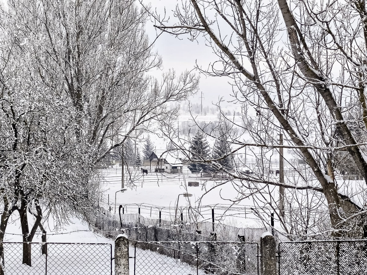 Génmegőrzési központ jöhet létre a lovarda területén