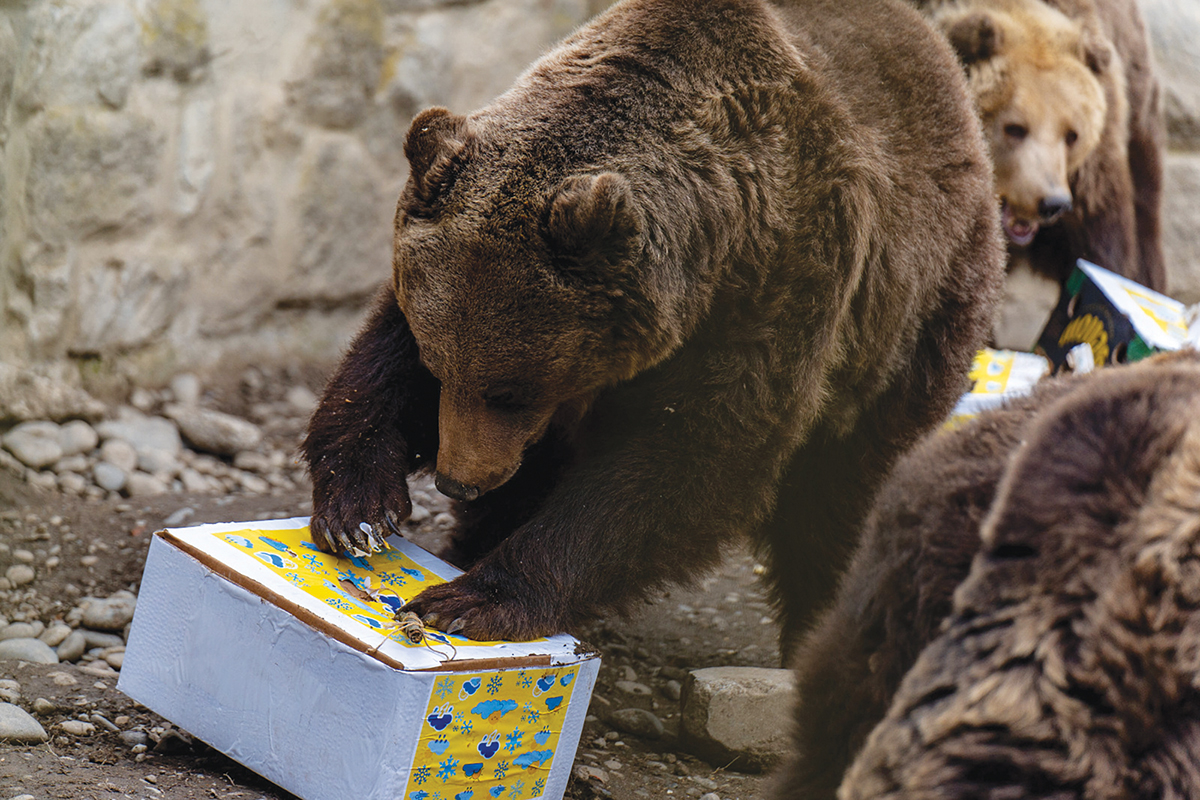 Medvenap a Marosvásárhelyi Állatkertben Medvenap a Marosvásárhelyi Állatkertben
