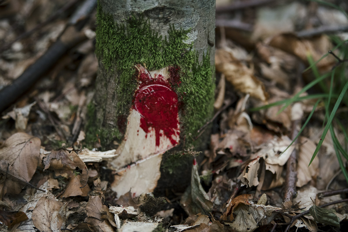 Veszélyzónában lévő közbirtokosságok