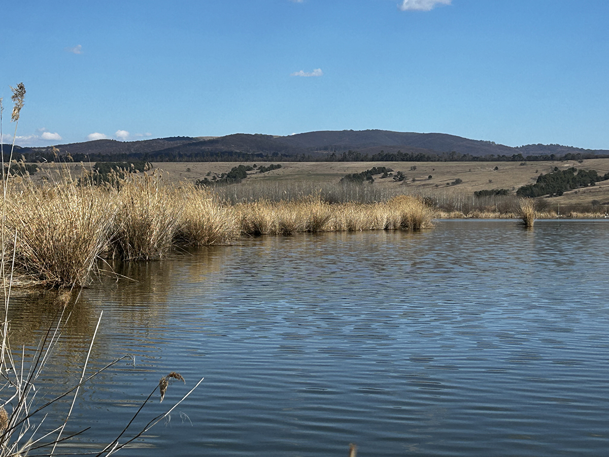 Évszázados madárpihenő, unikum a térségben Évszázados madárpihenő, unikum a térségben