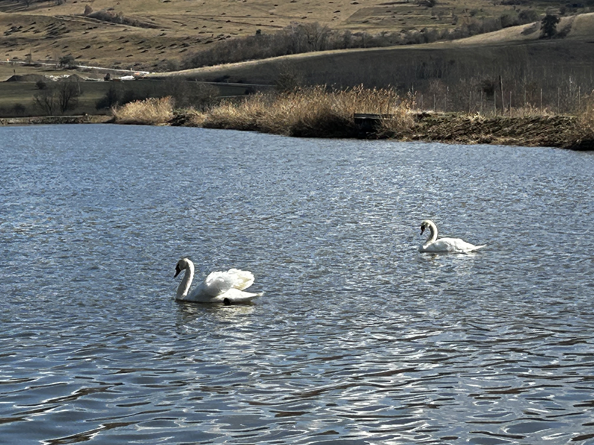 Évszázados madárpihenő, unikum a térségben