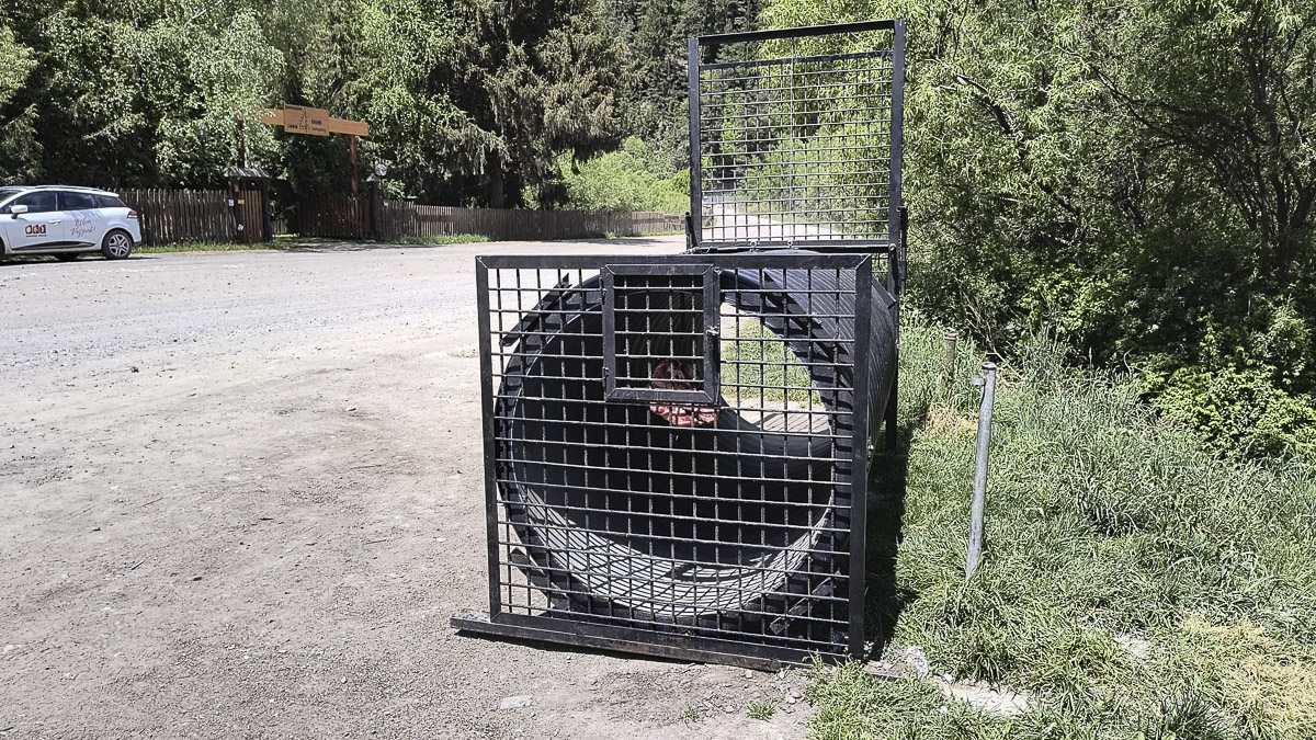 Befognák a négyeshez visszajáró medvét Befognák a négyeshez visszajáró medvét