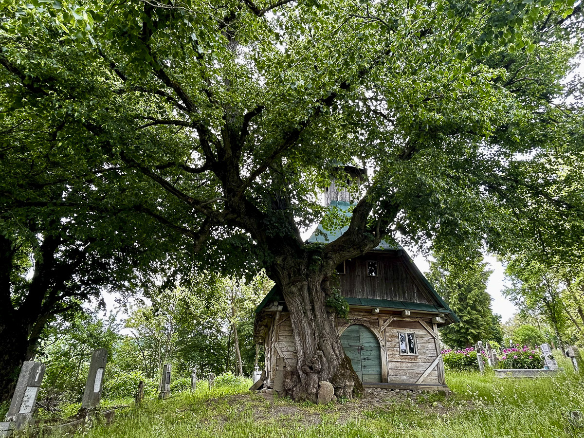 Bazsarózsák, dombok között, római limes mentén