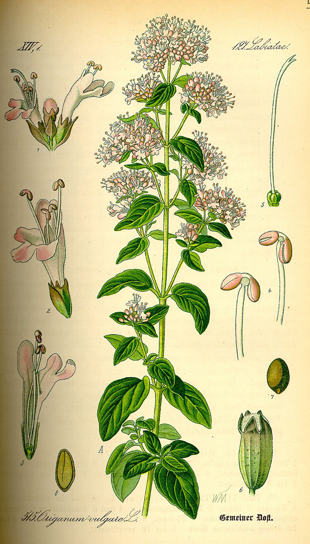 Szurokfű Szurokfű