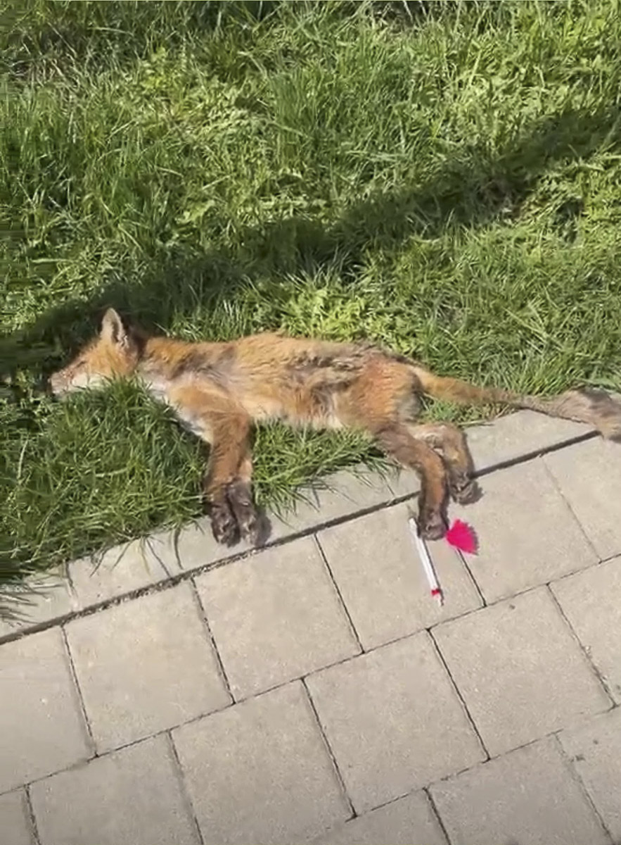 Sebzéstől az elhullásig – amit a veszettségről tudni kell