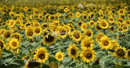 Románia évi napraforgómag-termelése a hazai olajfogyasztás tízszeresére is elegendő