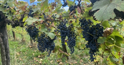 Glóbusszal a vállamon 232.: A vállalkozás jövőjéről