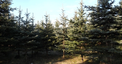 Videó – Hogyan válasszunk karácsonyfát?