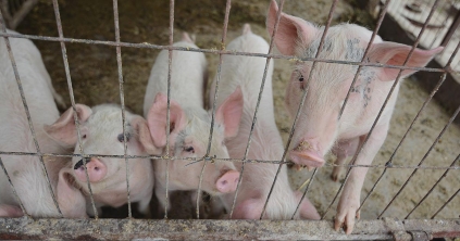 Sertéspestis-gócpont