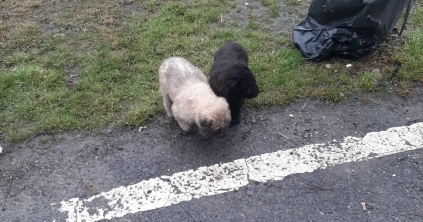 Hatszor bírságolt a rendőrség állatvédő osztálya