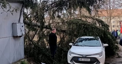 Kidöntött a szél egy fát a kórházudvaron