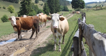 Új év, új támogatási rendszer