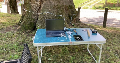 Majdnem háromszáz éves Székelyudvarhely legöregebb élő fája