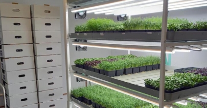 A mikrozöldek világa