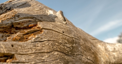 Úttestre dőlt egy fa Gyilkostón, rövid időre leállt a forgalom