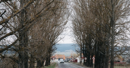 Tizenegy közveszélyes fát vágnak ki a csíkszeredai Rét utcában, a vasúti átkelő közelében