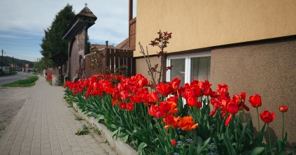 Tulipánba öltözött falvak