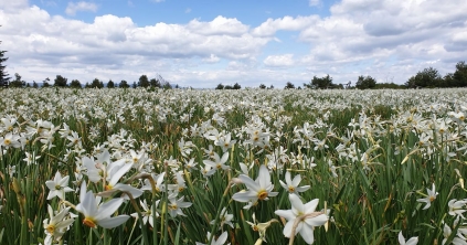A Hargita Népe ajánlja: 2023-as nárciszfesztivál