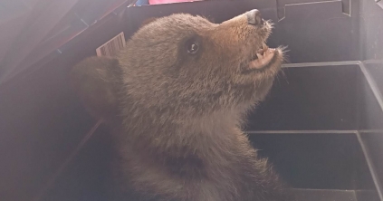 Medvebocsot mentettek meg a szentegyházi hegyimentők