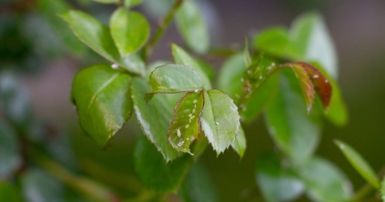 A jó metszés fél növényvédelem