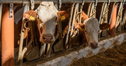 Csökkent a tej ára, a növekedésre nem számíthatnak a gazdák