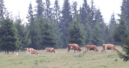Megfelelő legeltetés