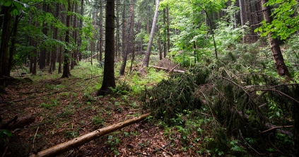 7,3 millió lej kárt okoztak illegális fakitermeléssel