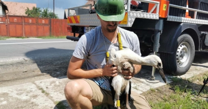 Gólyagyűrűzést végeztek Gyergyóalfaluban és Borzonton