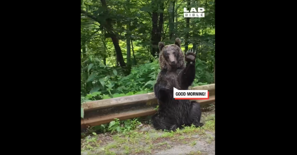 Ötmilliós nézettséget ért el egy romániai medve a Facebookon. Egy kommentelő szerint ezek az állatok hozzászoktak az ostoba emberekhez