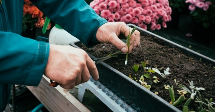 Környezetszépítő mozgalmat indít idén is a csíkszeredai önkormányzat