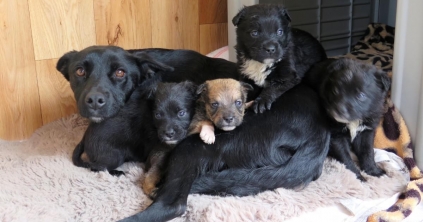 Meglepetés a menhelyen