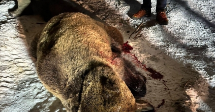 Kilőtték az anyamedvét Székelyudvarhelyen, amelynek a bocsa csapdába esett