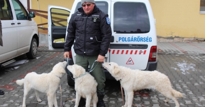 Új otthonra leltek a kuvaszok 