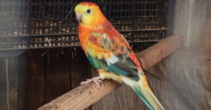 Több év  kihagyás után