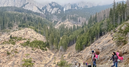 Gyarapodnak a csíki tölgyesek