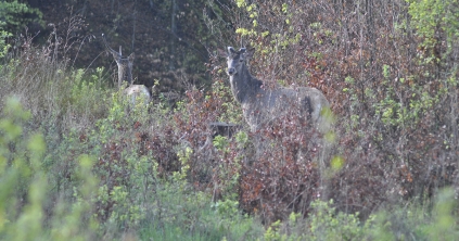 Ébredezik a természet