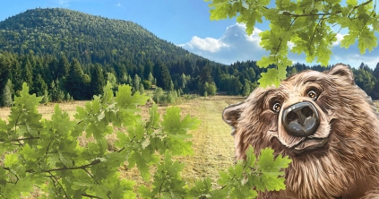 Csíki tölgyültetés a Csomádon