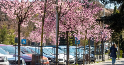 Képeken mutatjuk a gyönyörű csíkszeredai tavaszt
