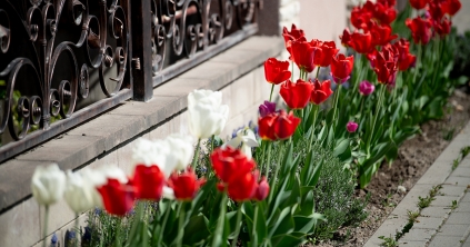 Fenyéd, a felvirágoztatott község