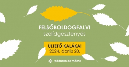 Szelídgesztenye-ültetés