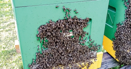 Megváltozott a méhek viselkedése