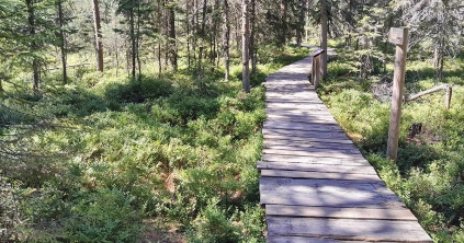 A fenyőkúti tőzegláp