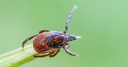 Csíkszereda: egy hónap alatt mintegy 200 személy fordult kullancscsípés miatt a kórházhoz