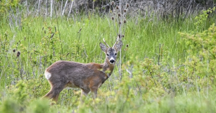 Nő a vadgázolás kockázata