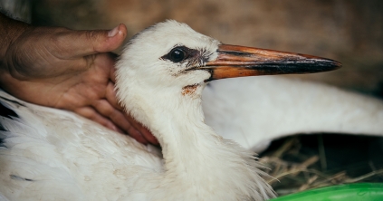 Madármentések az UTCA-nál