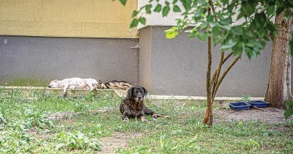 Támadó kóbor ebek