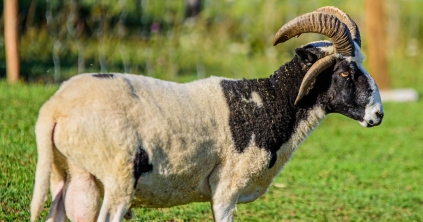 Kiskérődzők pestise: véget ért a járvány