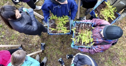 Ötezer facsemetét ültettek