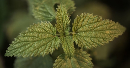 Vegyszer nélkül, mégis hatékonyan